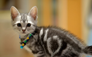 Small kitten blue collar sitting - collar free wallpaper