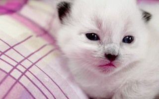 White kitten pink blanket blurry - a pink blanket free wallpaper