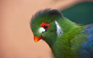 Green bird red white headband - charles bird king free wallpaper