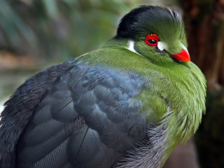 Green black bird red eyes - charles bird king free wallpaper for desktop