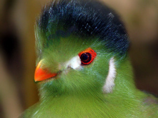 Green bird red eye black - male free wallpaper
