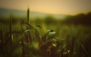 Grass blurry background tilt shift - synthetism free wallpaper for desktop