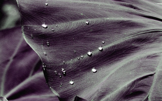 Large leaf water drops dark - drop of water free wallpaper for desktop