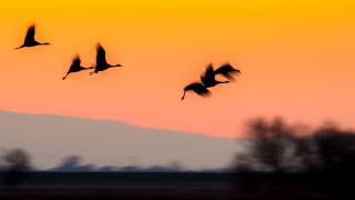 Flock birds sunset sky crow - a flock of birds free wallpaper