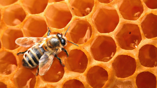 Bee honeycomb macro flame orange - buckminster fuller free wallpaper