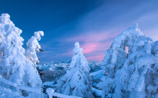 Snowboarder snow trees sunset pink - a snowboard free wallpaper