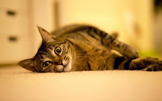 Surprised cat floor camera angle - dynamic free wallpaper for desktop