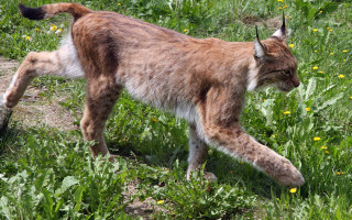 Lynx walking field flowers closed - its tail free wallpaper for desktop
