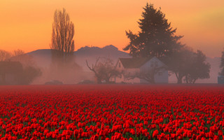Red flower field foggy sunset - a foggy sky in the background free wallpaper for desktop