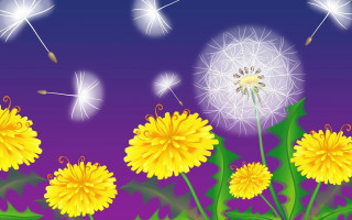 Dandelion seeds purple sky summer - a dandelion free wallpaper for desktop