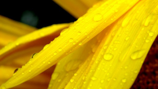 Yellow flower water droplets macro 15 - a yellow flower free wallpaper