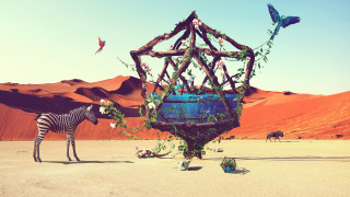 Zebra desert branch flower head - a zebra free wallpaper