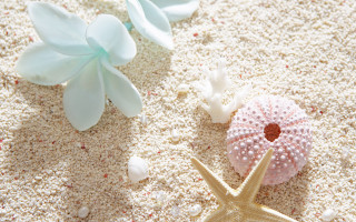 Starfish seaurchin sandybeach shells flowers - a sandy beach free wallpaper for desktop