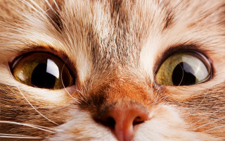Cat green eyes white nose - black spot free wallpaper