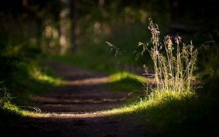 Woodland path bench bokeh nature - a path free wallpaper