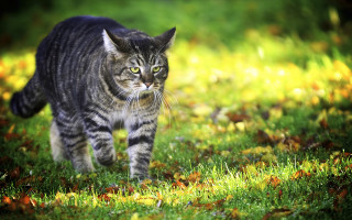 Cat walking green field sunny - primitivism free wallpaper