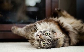 Cat laying on back wide - looking free wallpaper