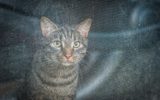 Sad cat screen city fence - impressionism free wallpaper for desktop