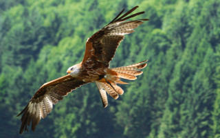 Bird of prey flying forest - over a forest free wallpaper