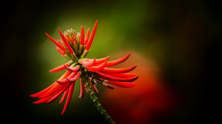 Red flower green stems macro - a green stem free wallpaper
