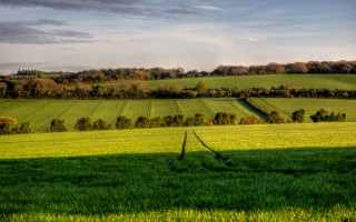 Green field trees blue sky 9 - a green field free wallpaper for desktop