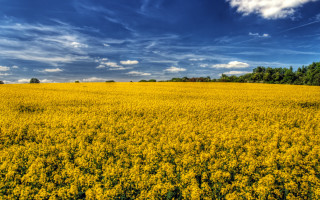 Flower field blue sky autumn - under a blue sky free wallpaper