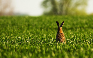 Rabbit field bush nature tiltshift - the middle of a field free wallpaper for desktop