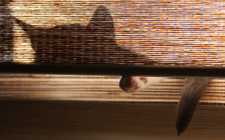 Cat sill shadow surreal fence - dof free wallpaper