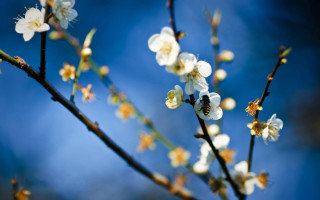 Branch white flowers bee blue 2 - claire dalby free wallpaper for desktop
