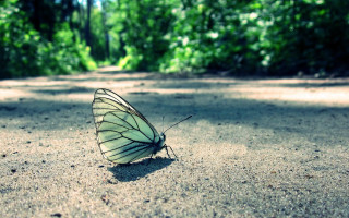 Butterfly forest path nature macro - nature free wallpaper