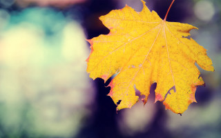 Yellow leaf fall trees moon - a yellow leaf free wallpaper