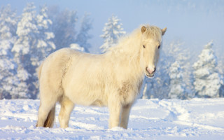 White horse snowy forest magic - a white horse free wallpaper for desktop