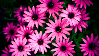 Pink flower bouquet closeup daisy - the grass together free wallpaper