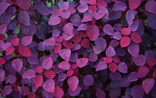 Purple leaves sunlight green background - choi buk free wallpaper