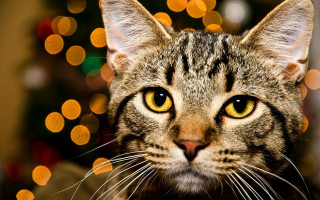 Cat christmas tree bokeh lights 2 - a cat free wallpaper