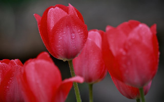 Red flower water droplets macro 17 - a blurry background of the petals and the petals free wallpaper