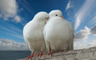 White birds ocean clouds beach - a ledge next free wallpaper