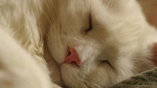 White cat sleeping blanket pillow - its head free wallpaper
