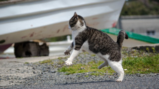 Cat jumping beach boat motion - dynamic pose free wallpaper