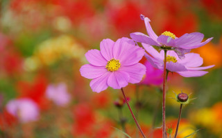 Pink yellow flower field bokeh - a field of flowers free wallpaper