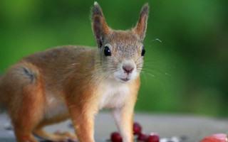 Squirrel table apple blurry photorealistic - a red apple free wallpaper