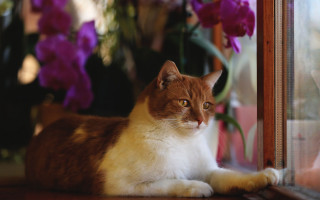 Cat purple flowers vase blurry - purple flower free wallpaper for desktop