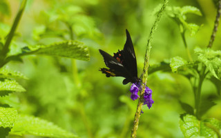 Black butterfly purple flower green - nature photography free wallpaper