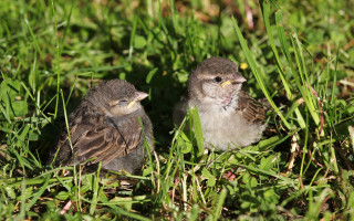 Small birds grass sunny macro - the grass together free wallpaper