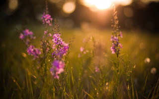 Purple flower field sunset bokeh - purple flower free wallpaper for desktop