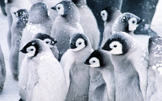 Penguins snow winter impressionist ecological - one penguin free wallpaper