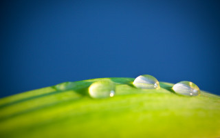 Green leaf water drops blue 5 - drop of water free wallpaper