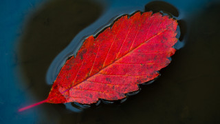 Leaf water red tip macro - top of a body free wallpaper
