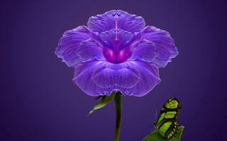 Butterfly purple flower magic realism - the flower free wallpaper