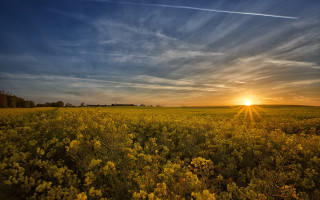 Yellow flowers sunset plane lake 2 - yellow flower free wallpaper